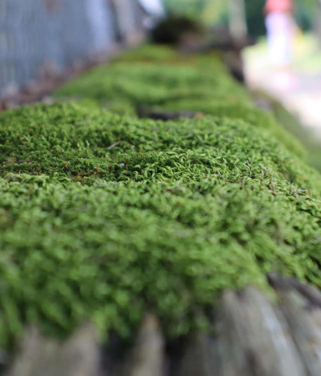Moss