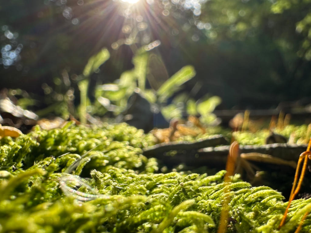 Creek bed Moss